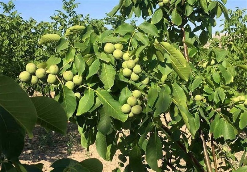 گردو بکار، آیندتو بساز؛ درآمد میلیونی با خرید نهال!