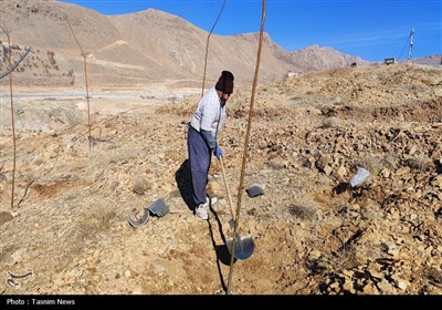 آغاز درخت‌کاری انبوه در شهرکرد