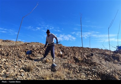 آغاز درخت‌کاری انبوه در شهرکرد