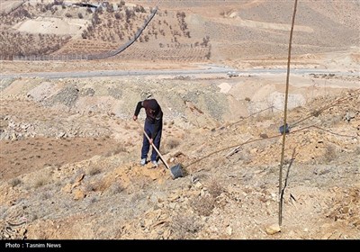 آغاز درخت‌کاری انبوه در شهرکرد