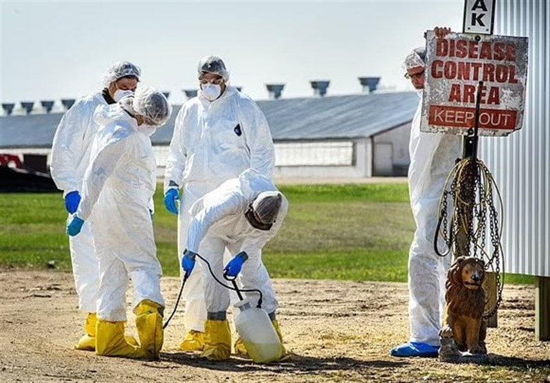 Record Bird Flu Cases Spark Alarm As US Reports Severe Human Infection