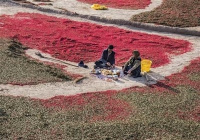 اَفین، بزرگترین مزرعه زرشک دنیا در خراسان جنوبی