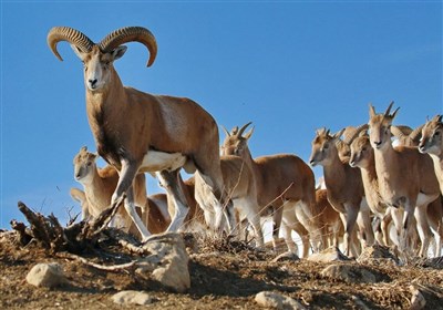 لرستان،مناطق،بز،كوهستاني،گياهي،جمعيت،طبيعي،منابع،كشور،بزها،ز ...