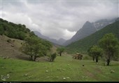 جنگل‌های بلوط در محاصره خشکسالی و آفت برگ‌خوار/ زنگ خطر ‌به صدا درآمد‌+تصاویر