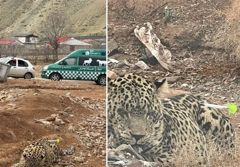 پلنگ روستای مغانک به دامپزشکی منتقل شد