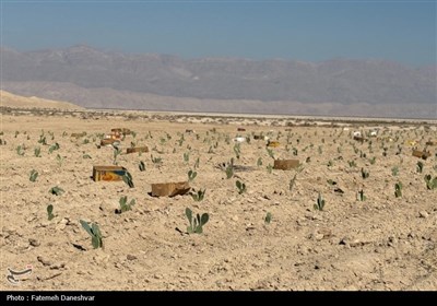 بازدید نمایندگان مجلس از حاجی‌آباد