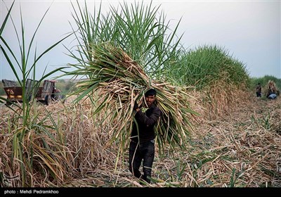 بررسی آخرین وضعیت ارزش‌گذاری شرکت هفت‌تپه