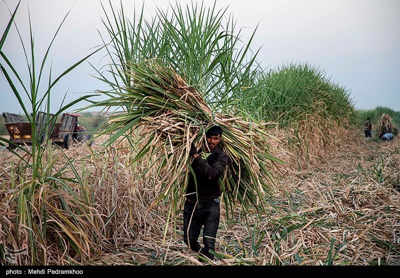 بررسی آخرین وضعیت ارزش‌گذاری شرکت هفت‌تپه