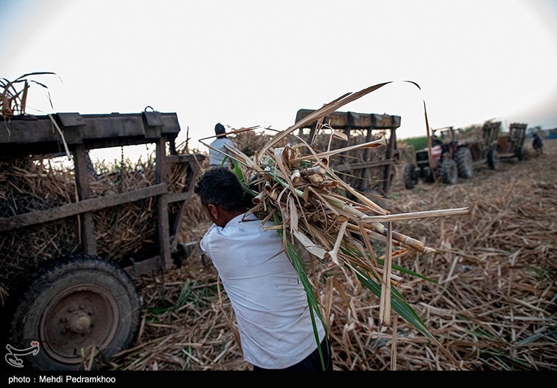 تولید «بایوچار» از ضایعات نیشکر؛ گام ملی برای مهار آلودگی زیست‌محیطی
