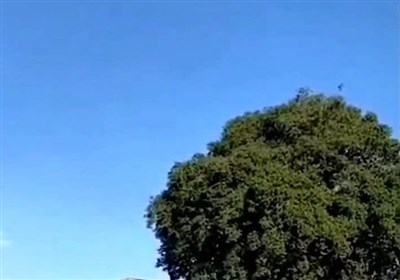 طبيعي،كشور،آفات،منابع،بلوط،طغيان،جنگل،سازمان،حفاظت،منطقه،آبخ ...