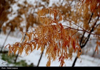 اصفهان سفیدپوش شد