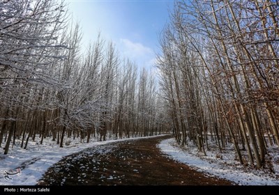 بارش برف در مبارکه اصفهان