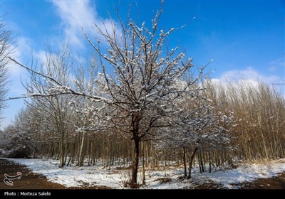 بارش برف در مبارکه اصفهان