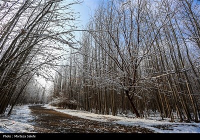 بارش برف در مبارکه اصفهان