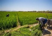 ساخت خانه کارگری در اراضی کشاورزی کرمانشاه مجوز می‌خواهد