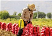 ایران تحقق الاکتفاء الذاتی فی انتاج البذور الهجینة