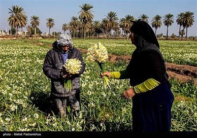 برداشت گل در شهرستان حمیدیه - خوزستان