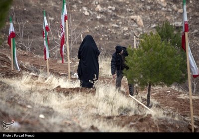 کاشت نهال بمناسبت روز پدر در کرمانشاه