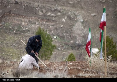کاشت نهال بمناسبت روز پدر در کرمانشاه