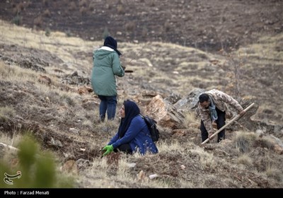 نهال،خاك،كاشت،مشاركت،طرح،باير،زاگرس،عشايري،بازگرداندن،لرستان ...