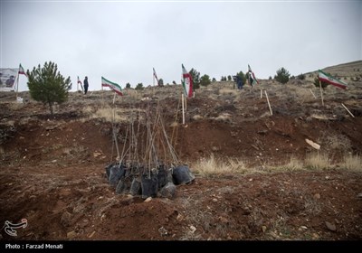 کاشت نهال بمناسبت روز پدر در کرمانشاه