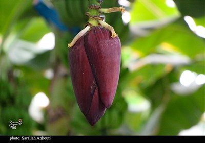 گلخانه‌های پرورش موز در ارزوئیه کرمان