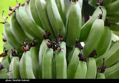 گلخانه‌های پرورش موز در ارزوئیه کرمان