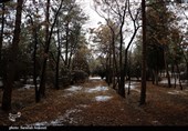 جنگل قائم کرمان