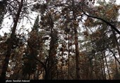 جنگل قائم کرمان