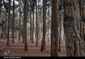 جنگل قائم کرمان