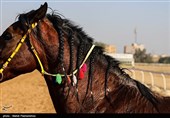 راهاندازی اورژانس اسب برای نخستینبار در ایران