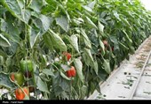توسعه 128 هکتاری گلخانههای سیستان و بلوچستان