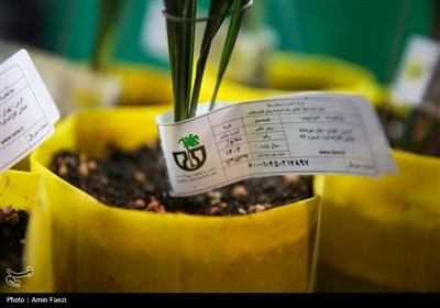 نمایشگاهی با طعم خرما، انجیر و انار در شیراز