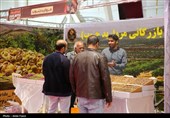 نمایشگاهی با طعم خرما، انجیر و انار در شیراز