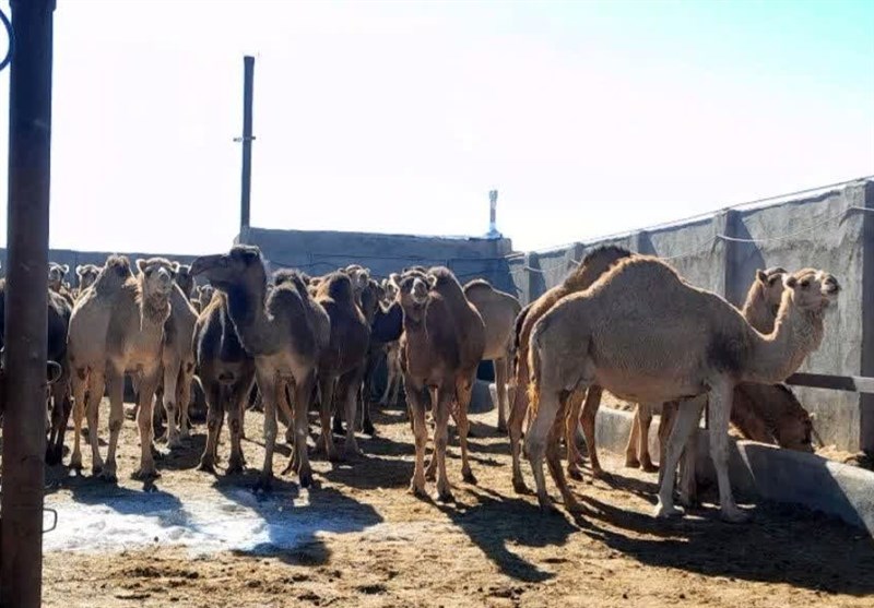 رونق تجارت در دل بیابان/ بردسکن قطب پرورش شتر در خراسان رضوی