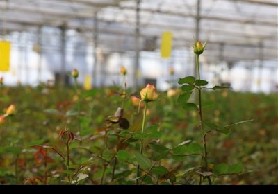 یکشنبه صنعتی استاندار خراسان جنوبی