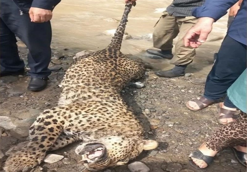 لاشه یک پلنگ در سرخس کشف شد