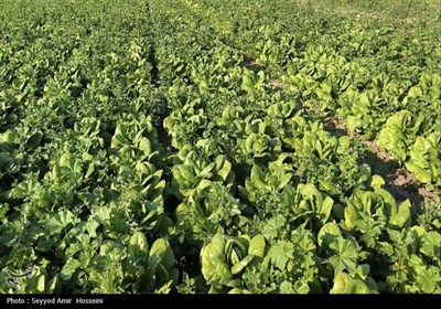 برداشت محصولات صیفی و سبزی‌جات از مزارع بوشهر