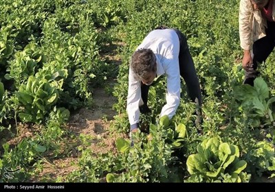برداشت محصولات صیفی و سبزی‌جات از مزارع بوشهر