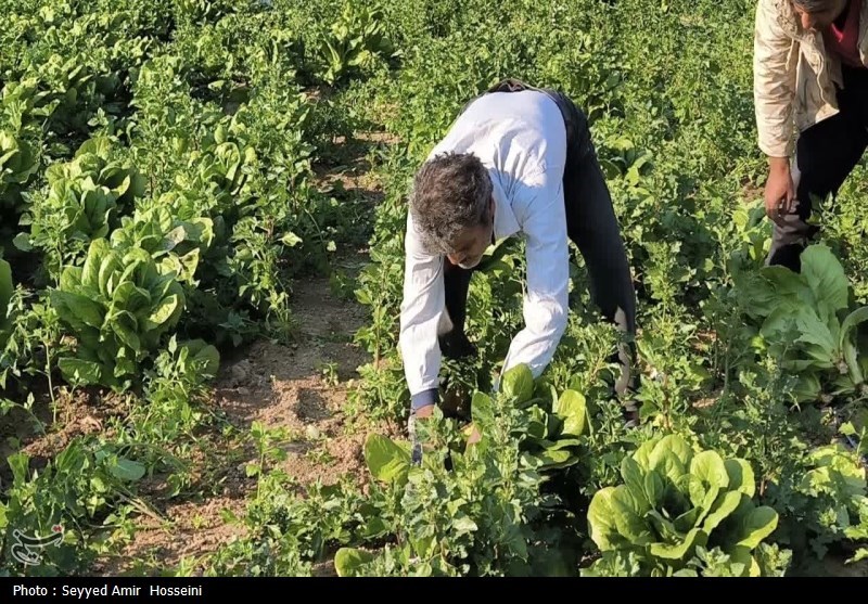 آغاز برداشت محصولات صیفی و سبزیجات از مزارع بوشهر