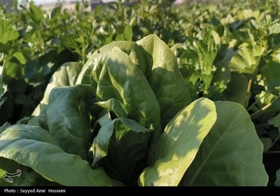 برداشت محصولات صیفی و سبزی‌جات از مزارع بوشهر
