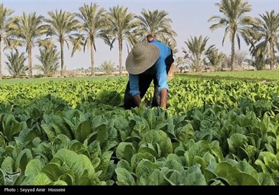 برداشت محصولات صیفی و سبزی‌جات از مزارع بوشهر