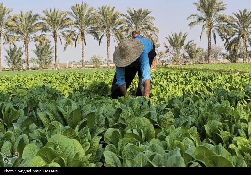 آغاز برداشت محصولات صیفی و سبزیجات از مزارع بوشهر