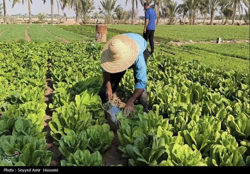 آغاز برداشت محصولات صیفی و سبزیجات از مزارع بوشهر