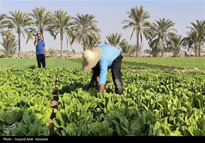 برداشت محصولات صیفی و سبزی‌جات از مزارع بوشهر