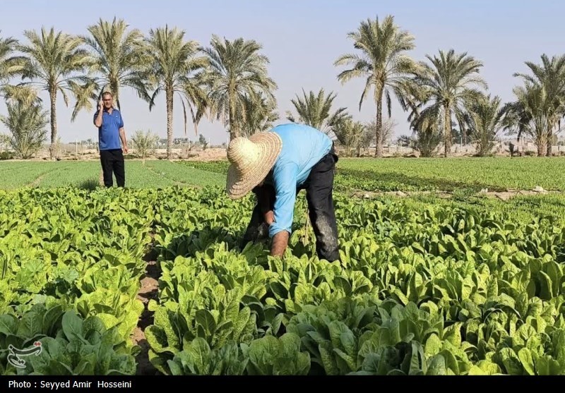 آغاز برداشت محصولات صیفی و سبزیجات از مزارع بوشهر