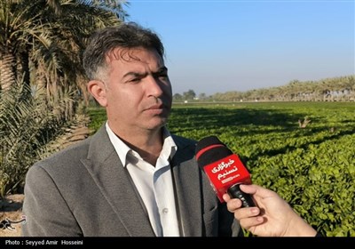 برداشت محصولات صیفی و سبزی‌جات از مزارع بوشهر