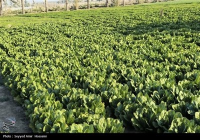 برداشت محصولات صیفی و سبزی‌جات از مزارع بوشهر