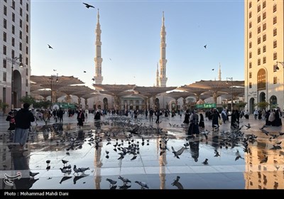 صبح‌های معنوی ضلع جنوبی مسجدالنبی؛ قاب‌هایی از عشق، پرندگان و زیارت