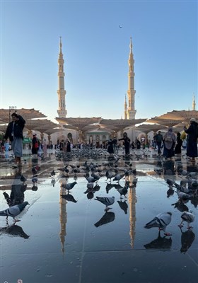صبح‌های معنوی ضلع جنوبی مسجدالنبی؛ قاب‌هایی از عشق، پرندگان و زیارت